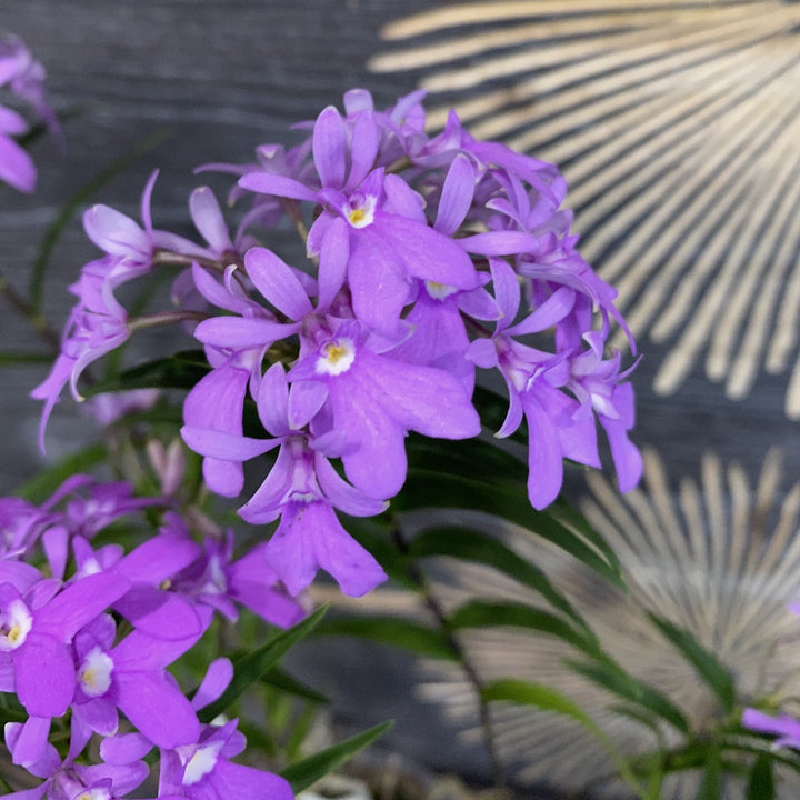 Epidendrum Centropetalum (Panama Orchid)