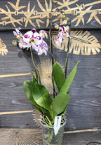Phalaenopsis Yu Ping Panda 'White Leopard'