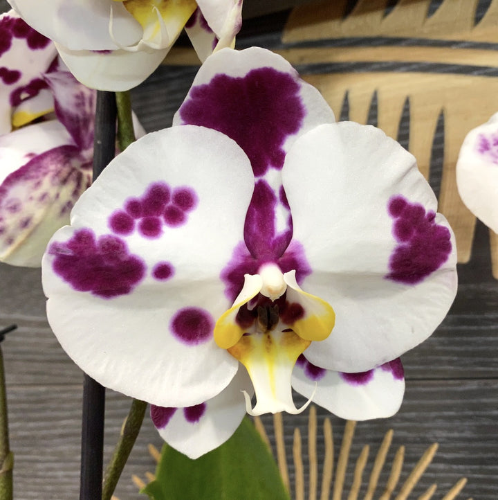 Phalaenopsis Yu Ping Panda 'White Leopard'