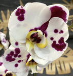 Phalaenopsis Yu Ping Panda 'White Leopard'