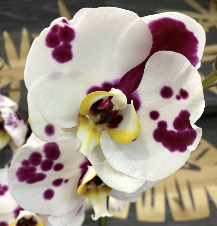 Phalaenopsis Yu Ping Panda 'White Leopard'