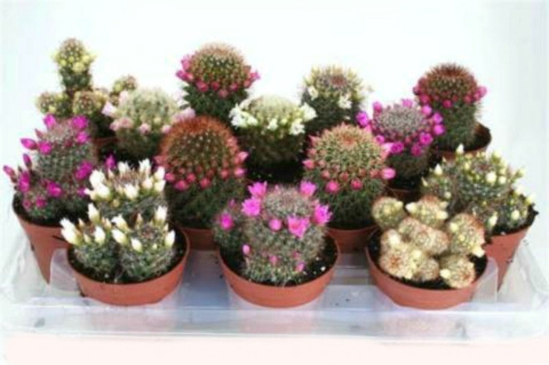 Mammillaria mix - cactusi cu flori