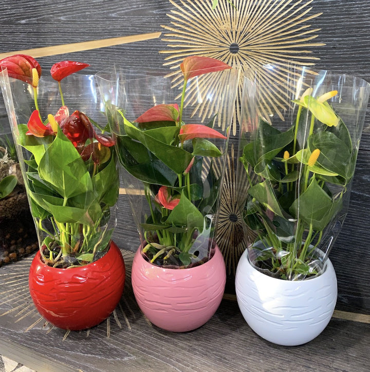 Anthurium multiflora mix - endless flowering