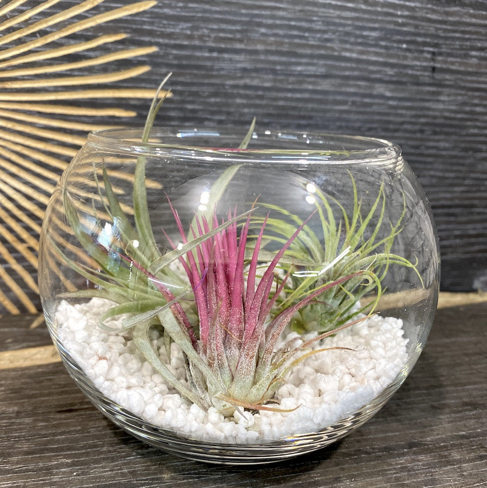 Glob de sticla cu plante aerofite, Terrarium cu Tillandsia Air Plant