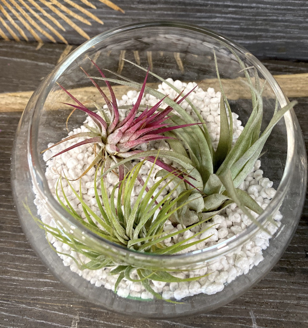 air plants glass bowls Terrarium with Tillandsia Air Plant mix – Secret Garden Plant Shop