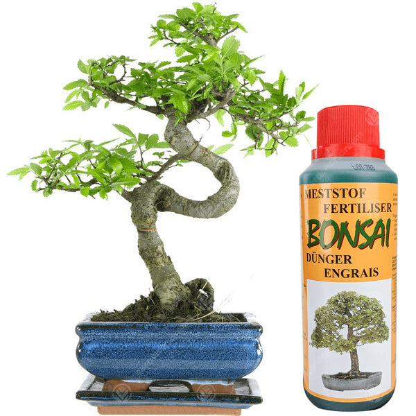 Comanda online Ingrasamant fertilizant bonsai - pret imbatabil!