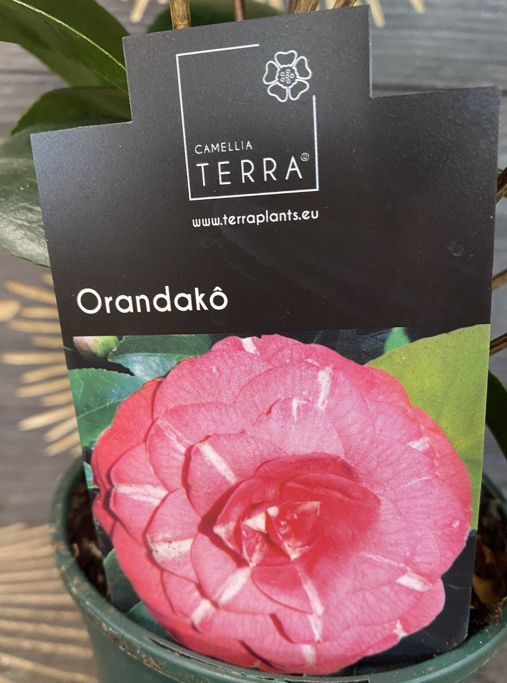 Camellia japonica floarea batuta si rezistenta la inghet