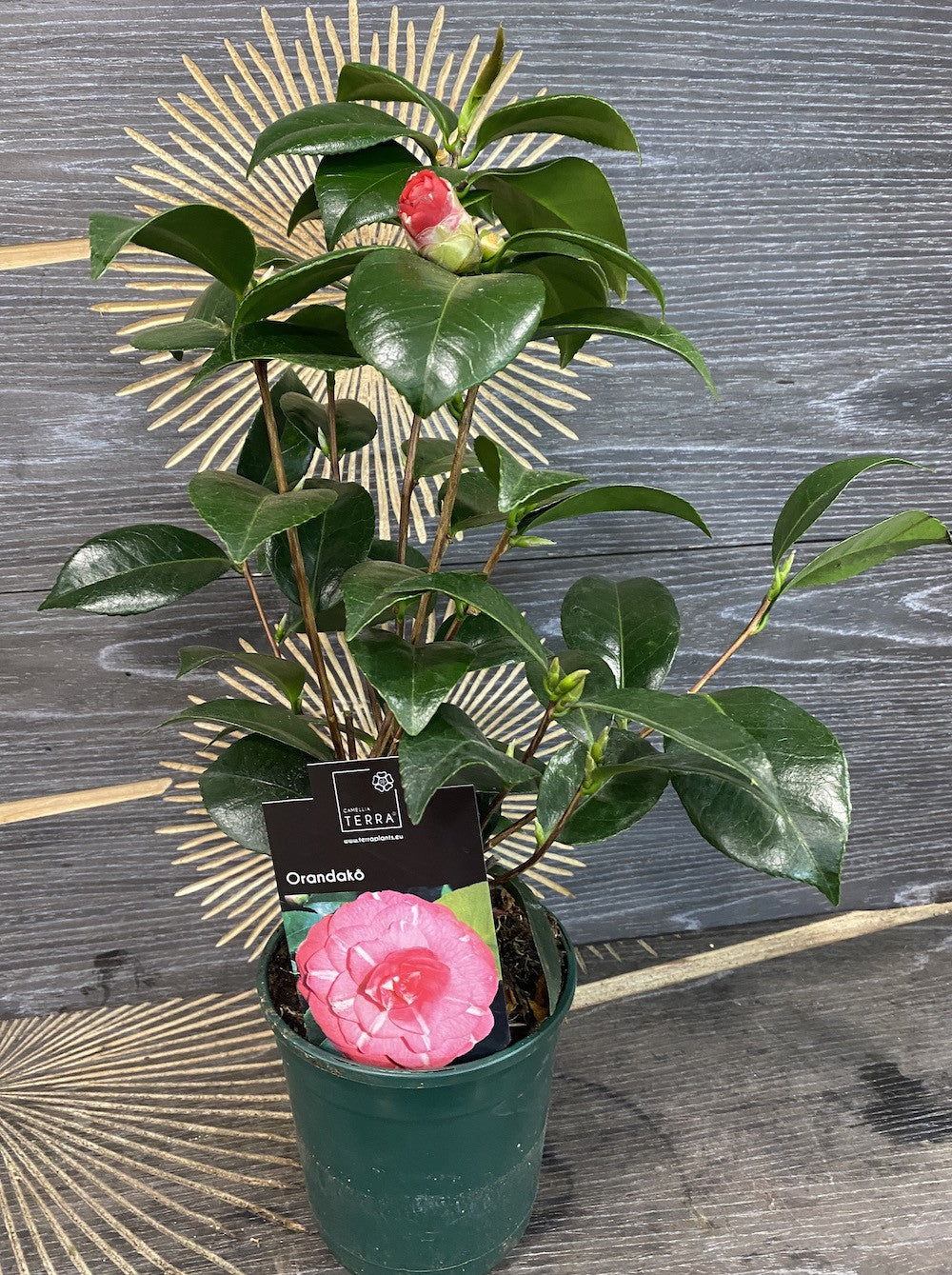 Camellia japonica 'Orandako'