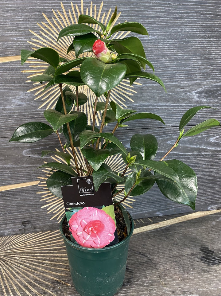 Camellia japonica 'Orandako'