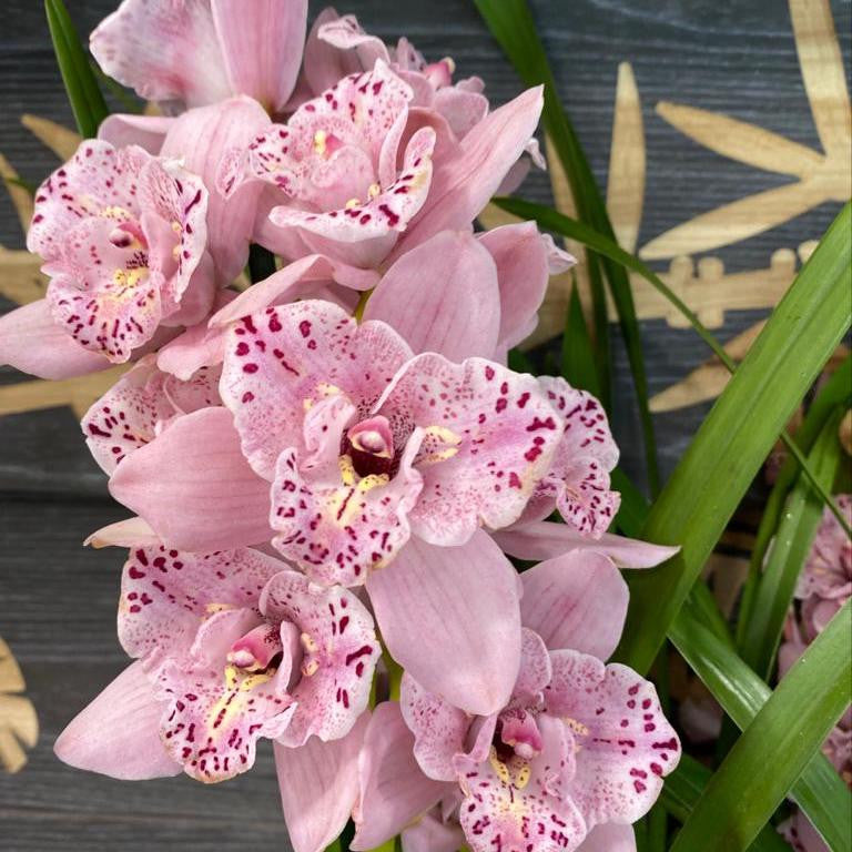 Orhidee Cymbidium Magic Pink *3 lips, disponibila online, pret special