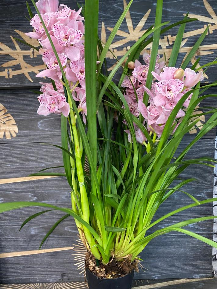 Orhidee Cymbidium Magic Pink *3 lips, disponibila online, pret special