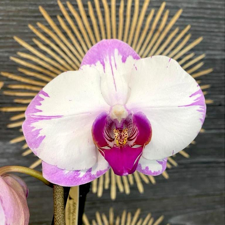 Comanda orhidee Phalaenopsis Yu Pin Sweety - varietate speciala