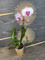 Comanda orhidee Phalaenopsis Yu Pin Sweety - varietate speciala