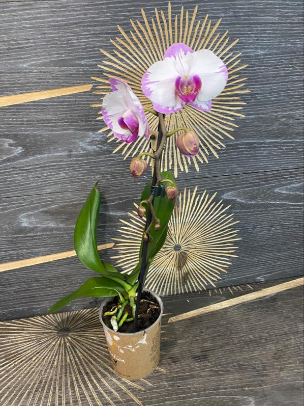 Comanda orhidee Phalaenopsis Yu Pin Sweety - varietate speciala