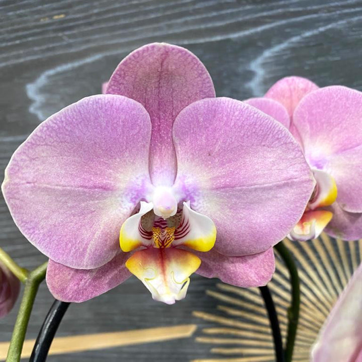 Phalaenopsis Padova