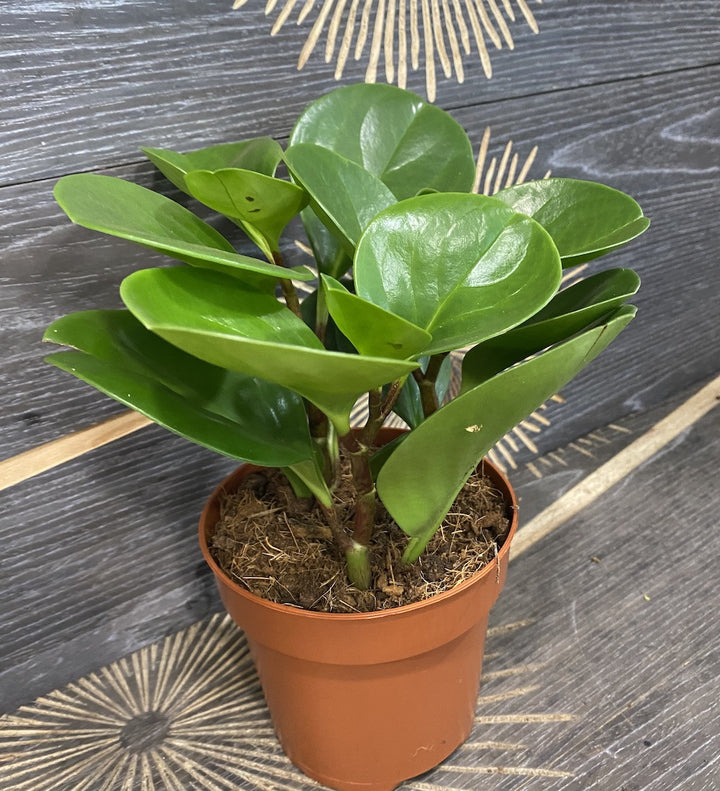 Peperomia obtusifolia Green