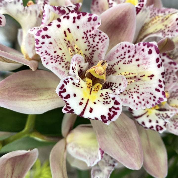 Orhidee Cymbidium bicolora Italy Spot, disponibila online, pret special