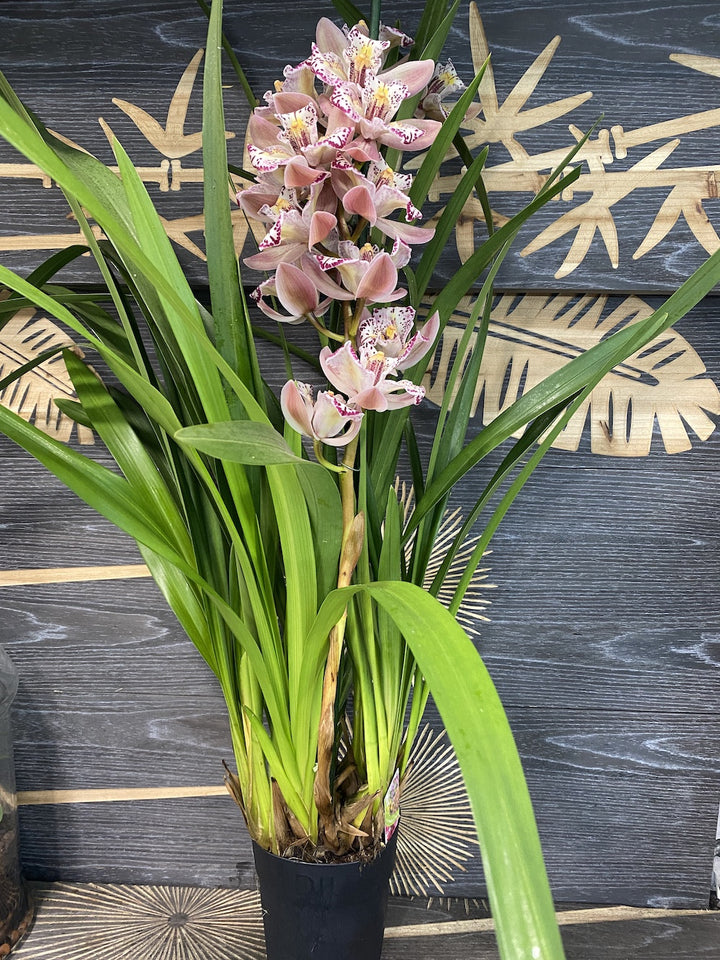 Orhidee Cymbidium bicolora Italy Spot, disponibila online, pret special