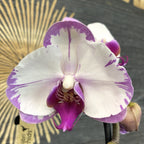 Comanda orhidee Phalaenopsis Yu Pin Sweety - varietate speciala