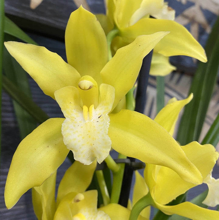 Orhidee Cymbidium Stardust Yellow - parfumat