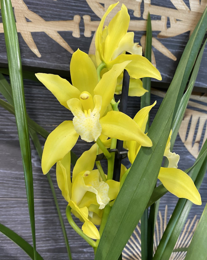 Orhidee Cymbidium Stardust Yellow - parfumat