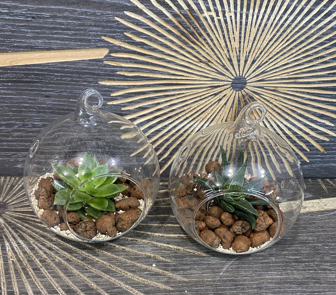 Terariu in glob de sticla cu plante suculente, pret online special!