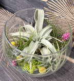 Terariu glob de sticla mare cu mix de tillandsia - plante aeriene pret!