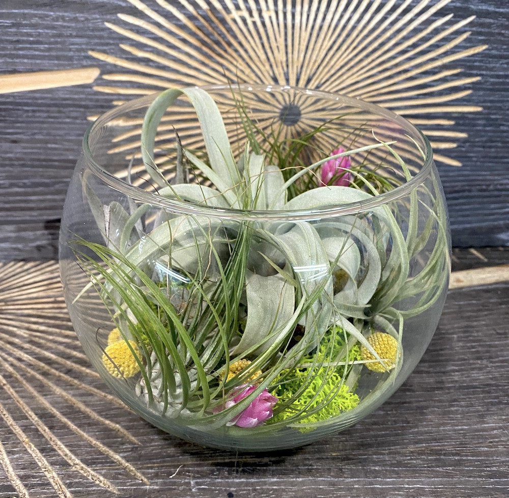 Terariu glob de sticla mare cu mix de tillandsia - plante aeriene pret!