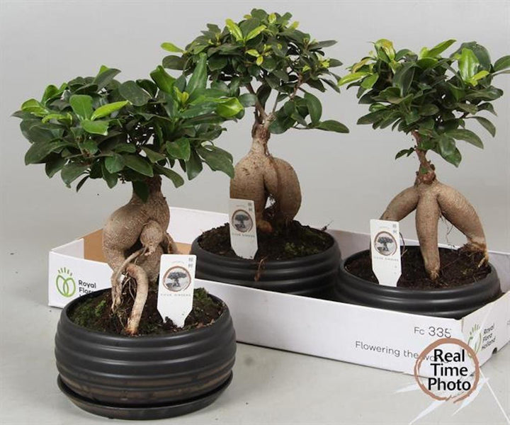 Bonsai Ficus Ginseng de vanzare, pret imbatabil si livrare oriunde in tara!