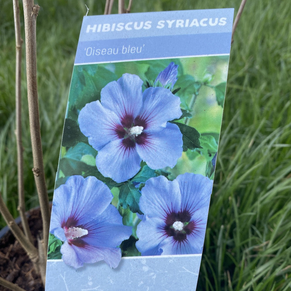 Hibiscus syriacus Oiseau blue - hibiscus de gradina cu floarea mare