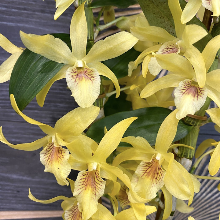 Orhidee Dendrobium galben Stardust - la cel mai bun pret, cu livrare!