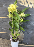 Dendrobium nobile galben - cel mai bun pret online!