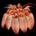 Bulbophyllum sikkimense