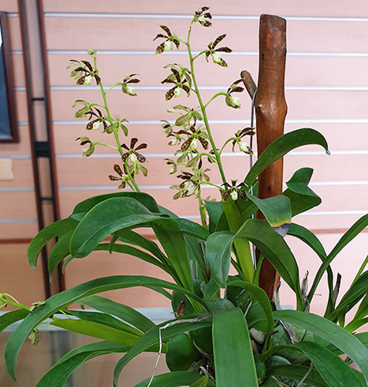 Prosthechea (Encyclia) boothiana