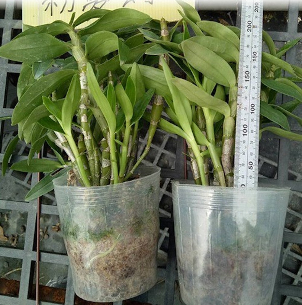 Dendrobium Hamana Lake 'Kumi'