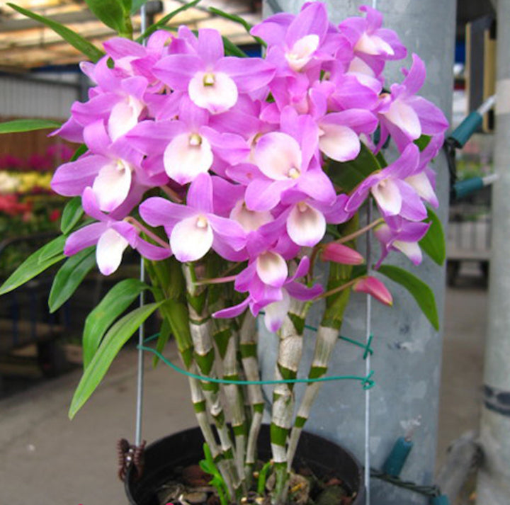 Dendrobium Hamana Lake 'Kumi'