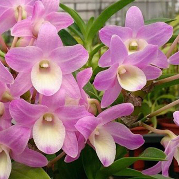 Dendrobium Hamana Lake 'Kumi'