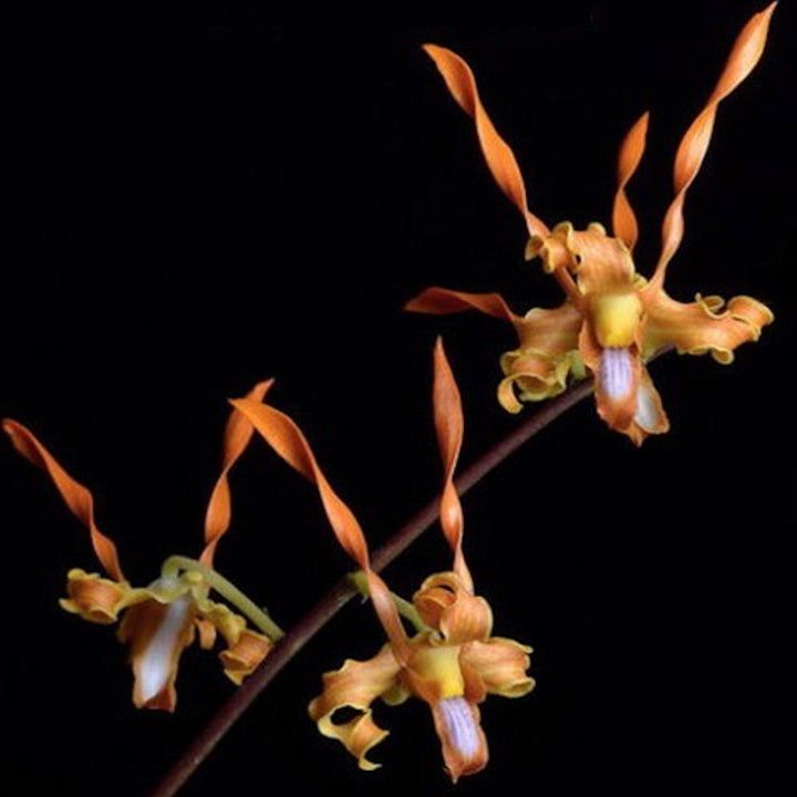 Dendrobium tangerinum