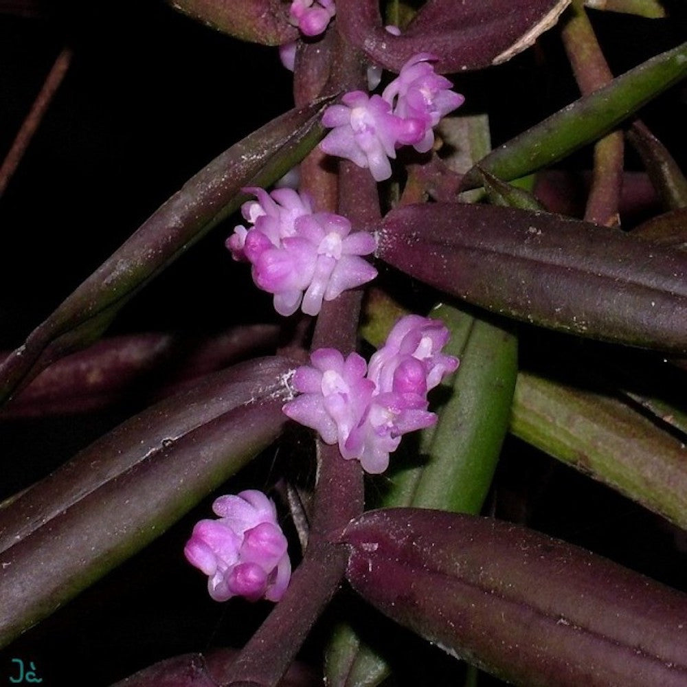 Orhidee Trichoglottis latisepala