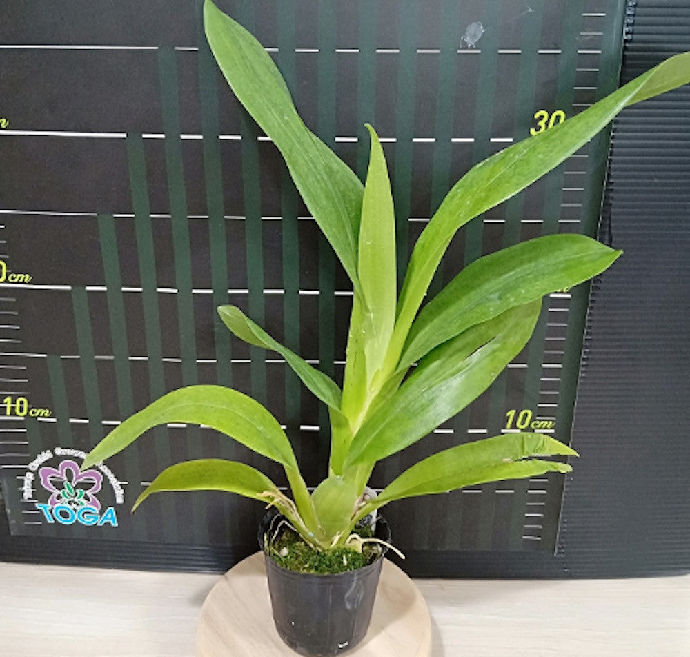 Miltonia warscewiczii