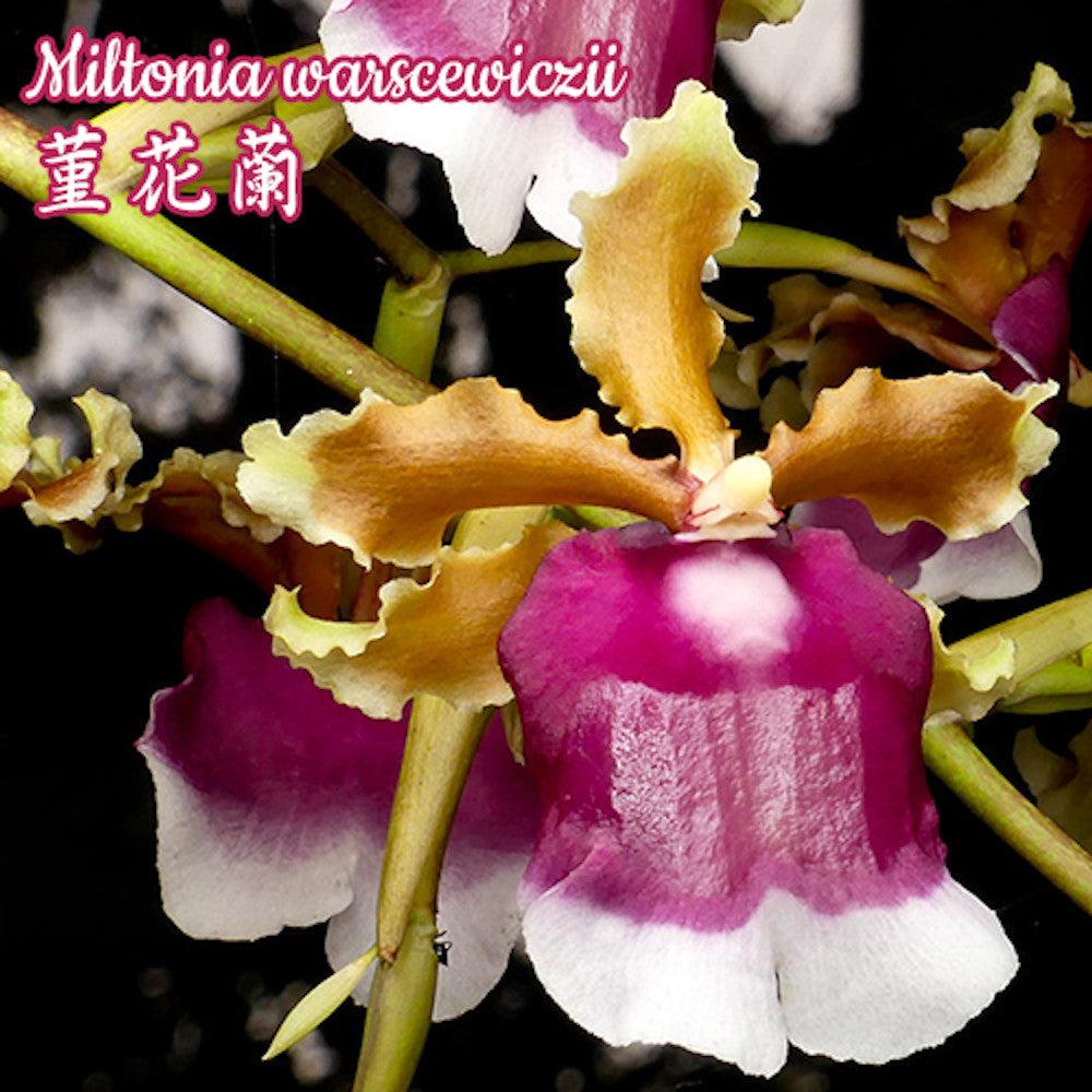 Miltonia warscewiczii
