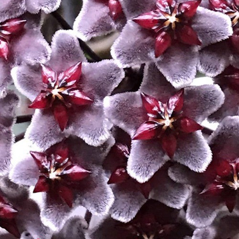 Hoya pubicalyx 'Red Buttons'