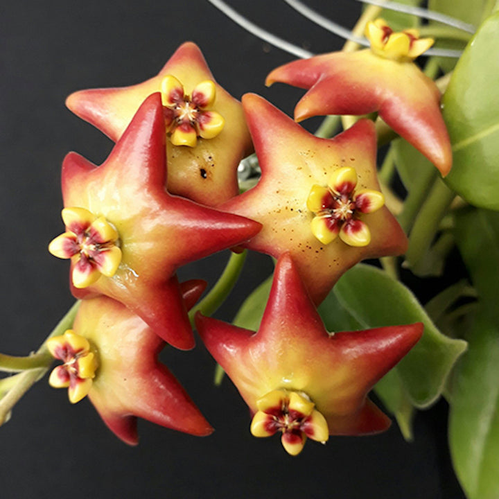 Hoya coronaria 'Red Starfish'