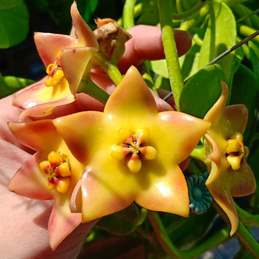 Hoya 'Ruthie' (MM x sussuela) - flori mari parfumate