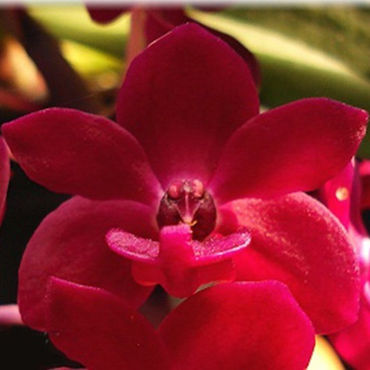 Orhidee Rhynchostylis gigantea var. red