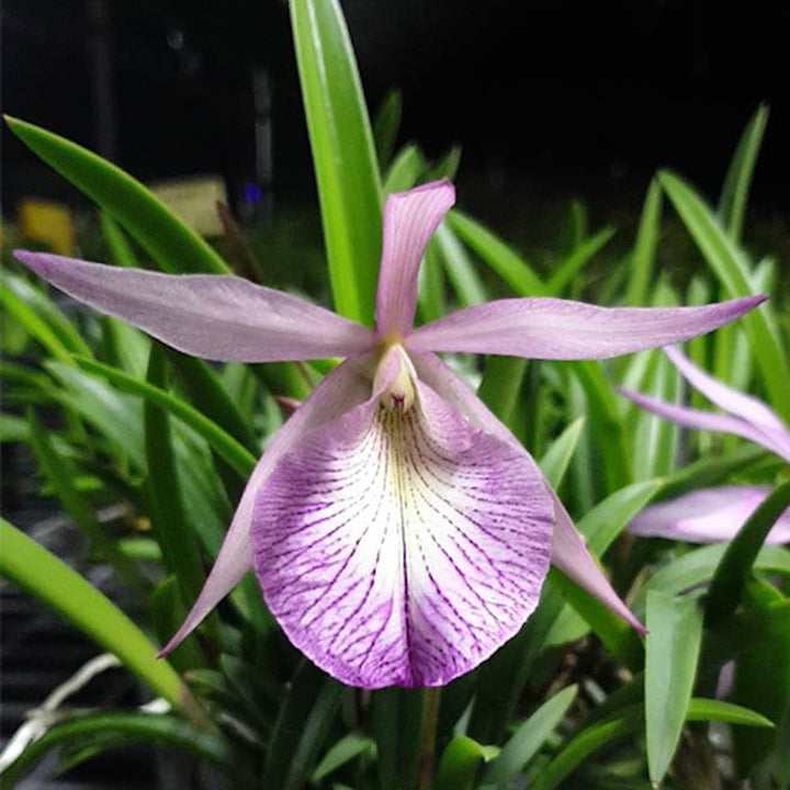 Bl. Morning Glory × B. nodosa