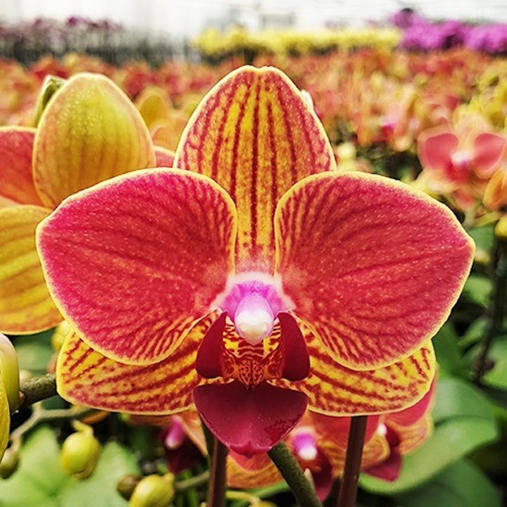 Phalaenopsis Fangmei Sweet '54'