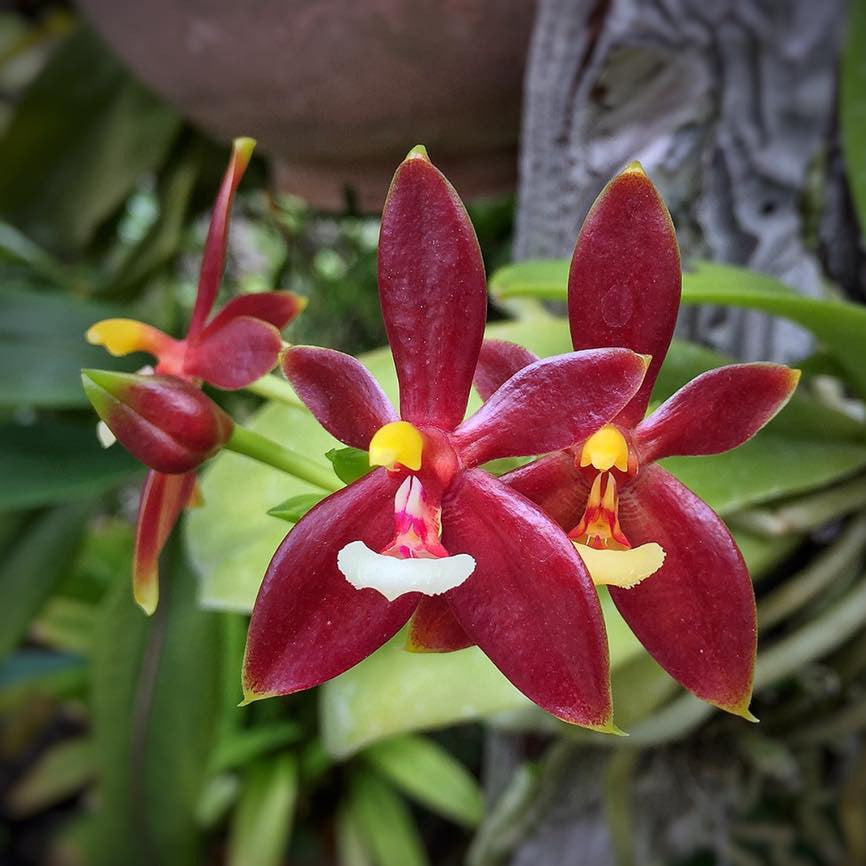Orhidee Phalaenopsis cornu-cervi var. chattaladae (4N)
