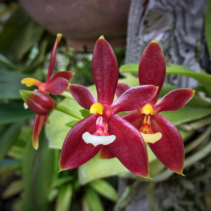 Orhidee Phalaenopsis cornu-cervi var. chattaladae (4N)