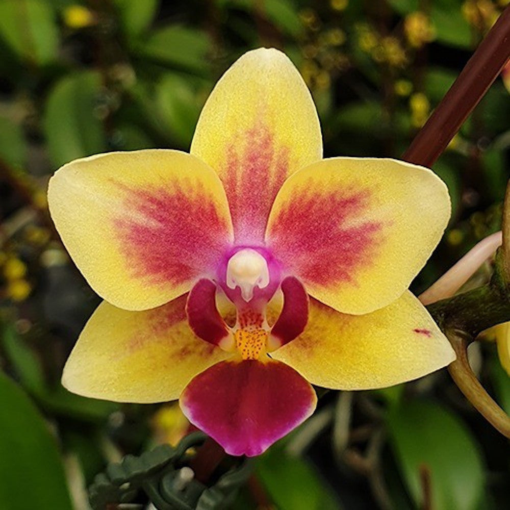 Phalaenopsis Sogo Gotris '1307'